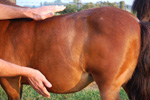 dierenbehandelingen